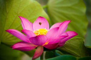 lotus rose et jaune feuilles vertes zen méditation calme détente 