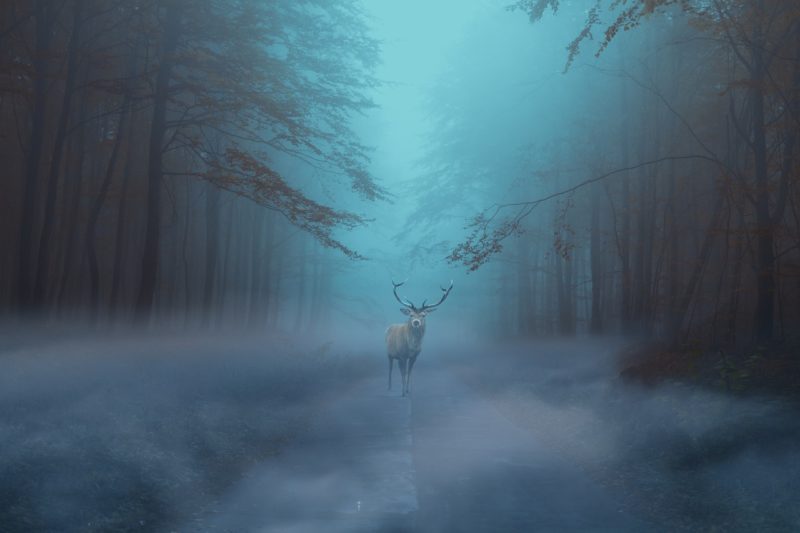 cerf forêt bleu nuit animal sacré chasseur bois homme