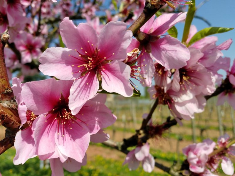 fleurs de cerisier rose arbre nature herbe