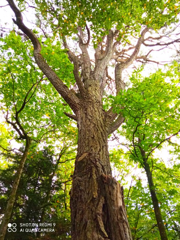 chêne forêt arbre bois vert tronc feuille branche